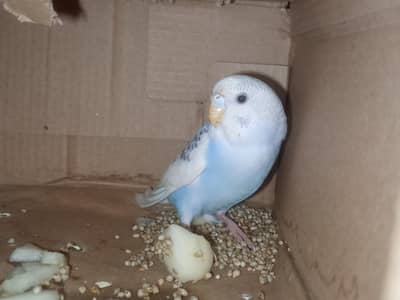 Beautiful Australian Budgie (BlueColour) Healthy And Active | For Sale