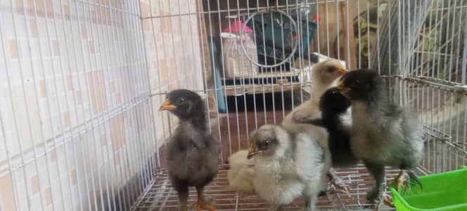 Cochin chicks
