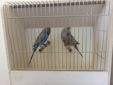 Blackface possible combo,Rainbow, Exhibition