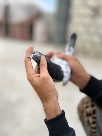 teddy and rampuri cross pair