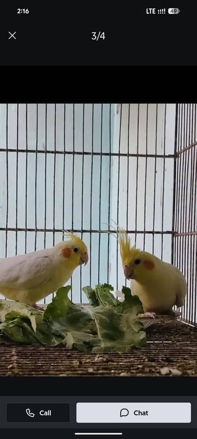 cocktail love birds and guitar