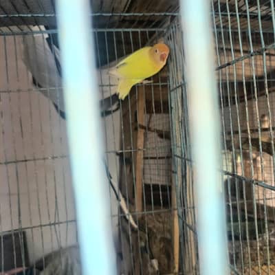 1 pair Albino+Cremino & 1 pair parblue fishry+Albin 03068019766