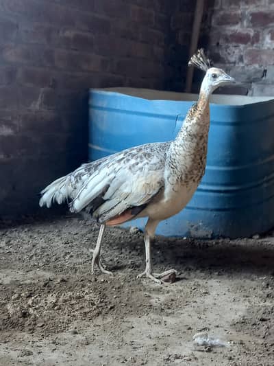 Beautiful Black shoulder peacock female