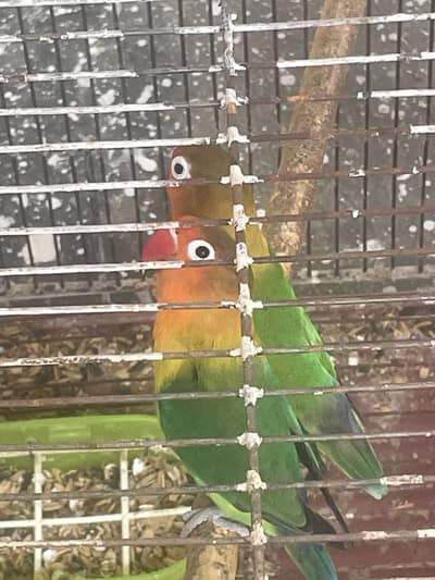 Lovebird with cage