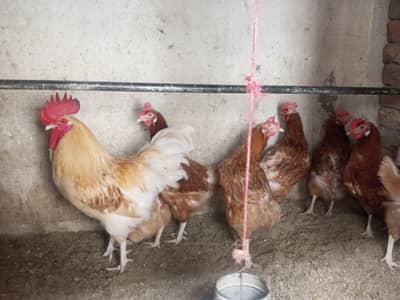 Aseel and desi hence