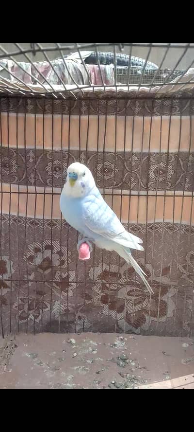 Buggies under size male