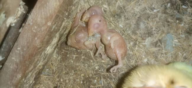 creemino albino deceno breedar pairs and chicks and cage