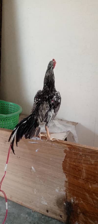 Saleeta patha full ready for bread for sale