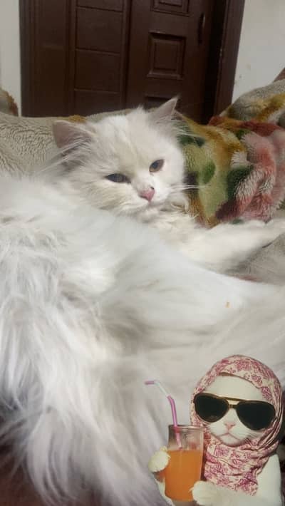Beautiful White Persian Female Cat 7 Months Old
