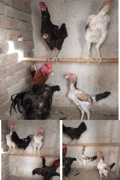 Aseel and desi hence