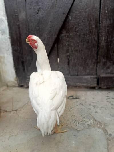 INDIAN PARROT BEAK || WHITE || IMPORTED BIRDS