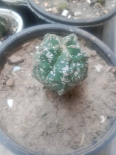 cactus and succulents plant cheep  different prices
