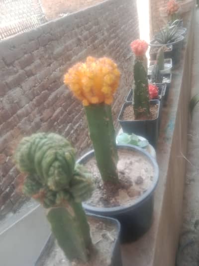 cactus and succulents plant cheep  different prices