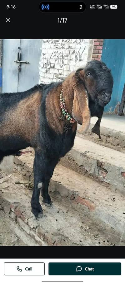 8 Nag 7 Bakrea and 1 Bakra Long Height wala || Goats || Bakrea || Nagr