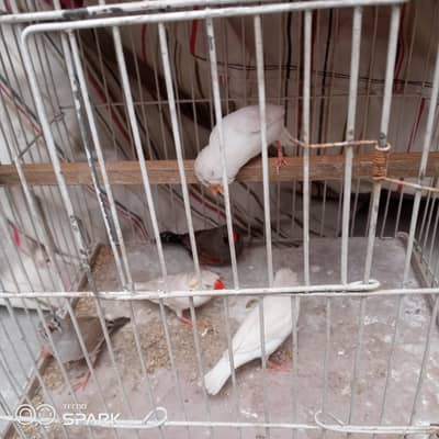 3 snow White 1 common 1 eumo Male sub Sath dene hn