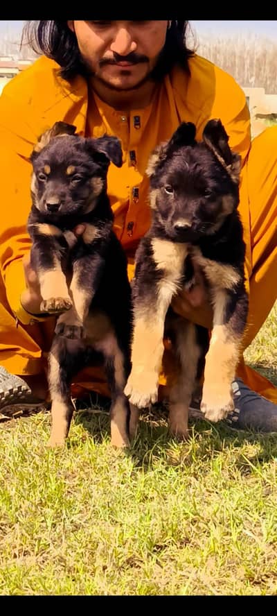 German shepherd pair 2 months for sale