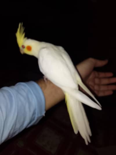 handtam cream cocktail