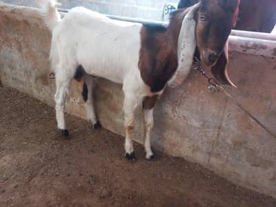 Urgent Sale Bakra For 2026 Qurbani