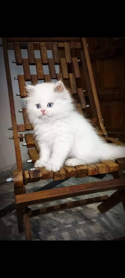 Persian cat