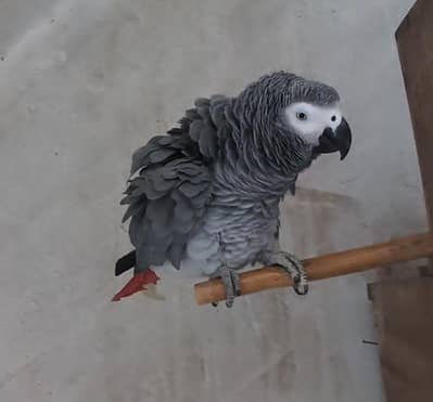 Grey parrot talking male with dna age 6 years.