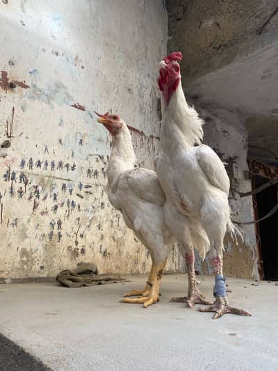 Aseel qandhari heera