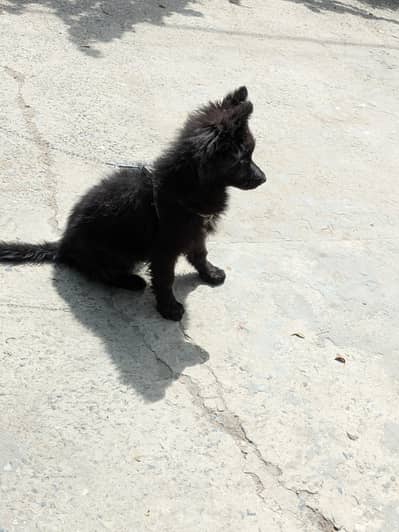 black shepherd