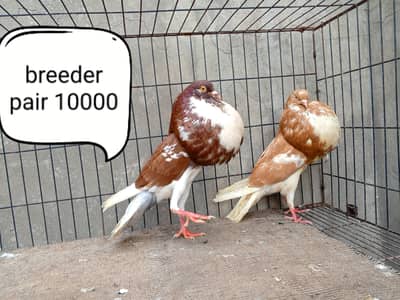 fancy pigeon | kabutar| Jacobin|  frillback saddle | amarican fantail|