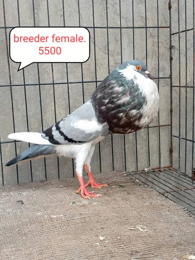 fancy pigeon | kabutar| Jacobin|  frillback saddle | amarican fantail|