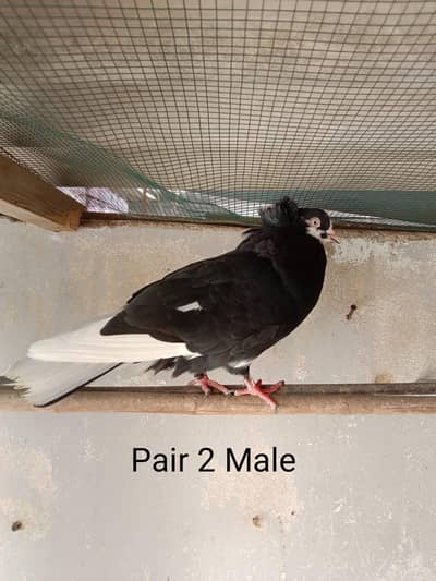 Jacobin cross and funtail