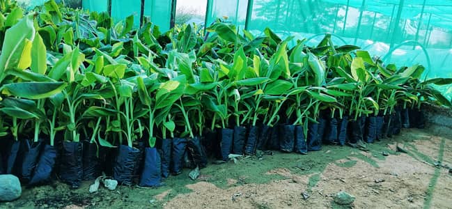Banana Plant avaolable