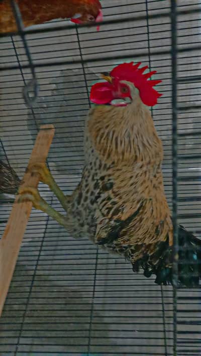 1 Desi Murga and 2 Murgi Ando wali