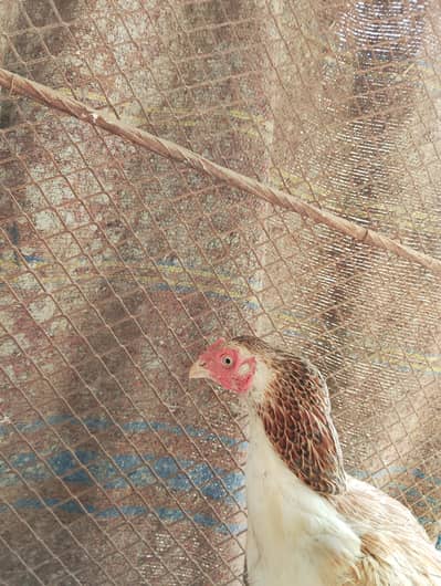 4 female high quality.