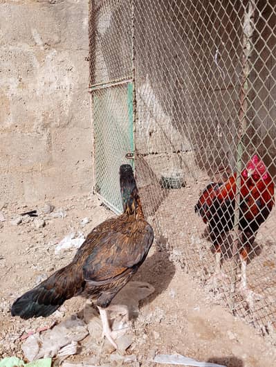 4 female high quality.