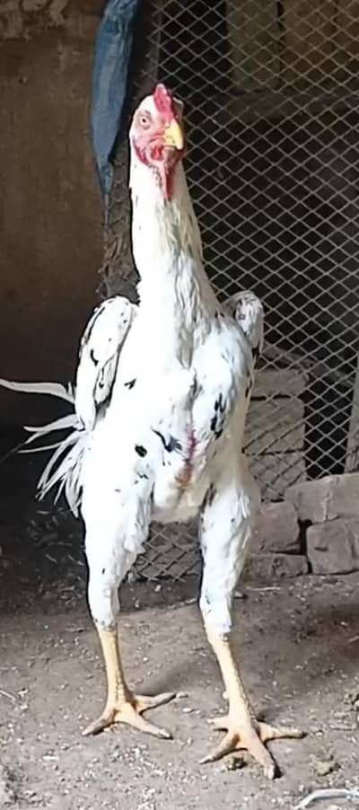 Shamo German/ Japanese /American /Thai