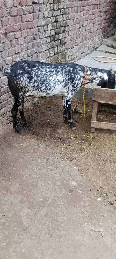 bakri k hight 30 3 sowa what app num 03236501245