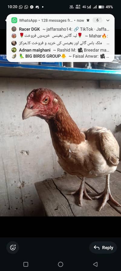 میاں والی اور لاکا  بلڈ لائن والی اصیل مرغی