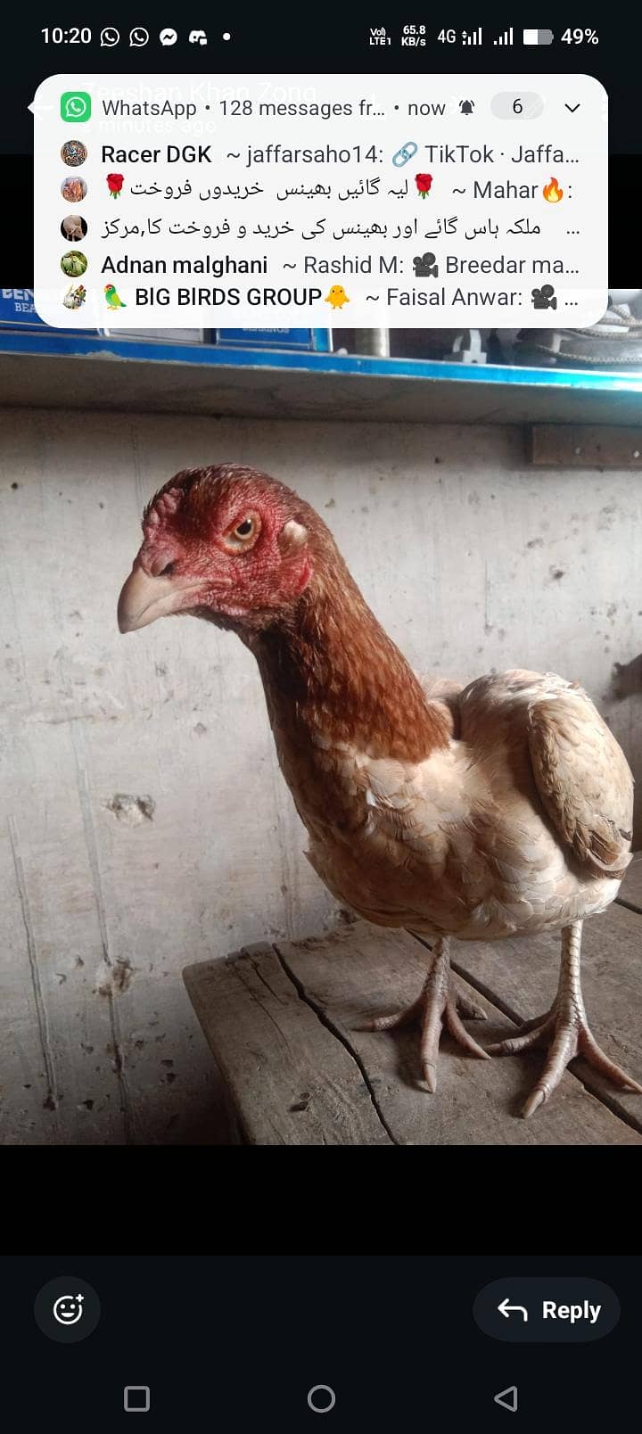 میاں والی اور لاکا  بلڈ لائن والی اصیل مرغی 0