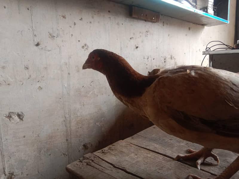 میاں والی اور لاکا  بلڈ لائن والی اصیل مرغی 2