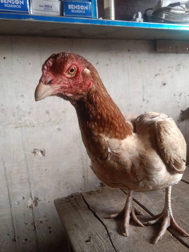 میاں والی اور لاکا  بلڈ لائن والی اصیل مرغی 3