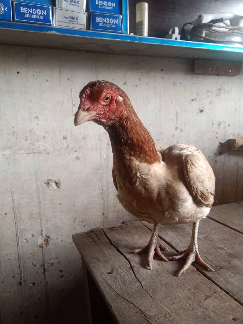 میاں والی اور لاکا  بلڈ لائن والی اصیل مرغی 4