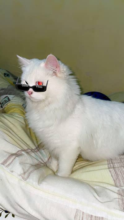 Snow White Persian Cat – Vaccinated & Ready for Loving Home