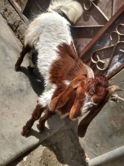 bissar bakra 03102576663