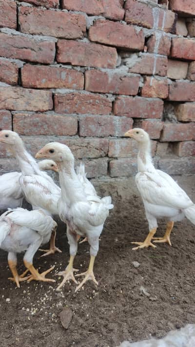 kings size o shmoo chiks