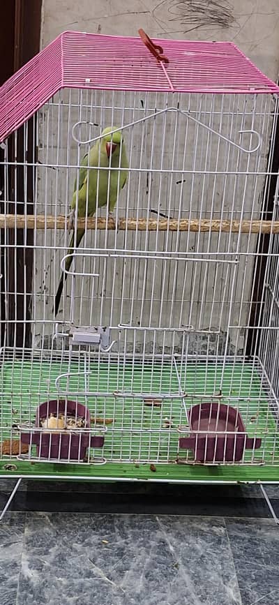 green parrot female