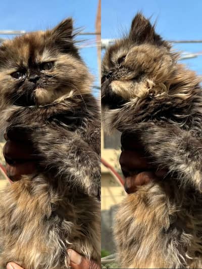 Pure persian kitten for sale