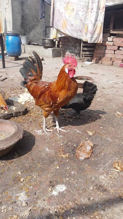 Golden Dasi Hens for sale 1 male 3 female egg laying