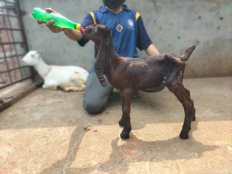 bakra 2