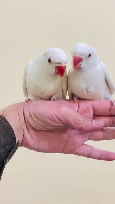 White Yellow Blue Parrot Babies 03336610040