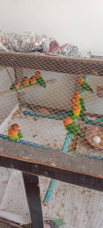 Love birds 3 bareder pair and 4 baby with cage sell