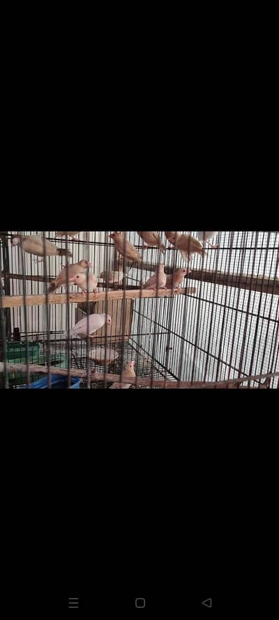 Fawn jawa albino jawa and opal jawa pthy available for sale in Karachi